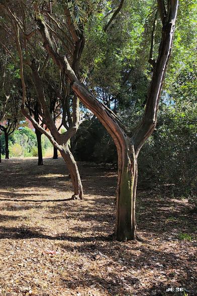 Farbfoto mit Blick auf eine Reihe von Bäumen auf einem mit Laub bedeckten Boden. Der vorderste Baum gabelt sich in der Form eines Y. Rechts im Bild weiter hinten hohe Büsche mit Grün.