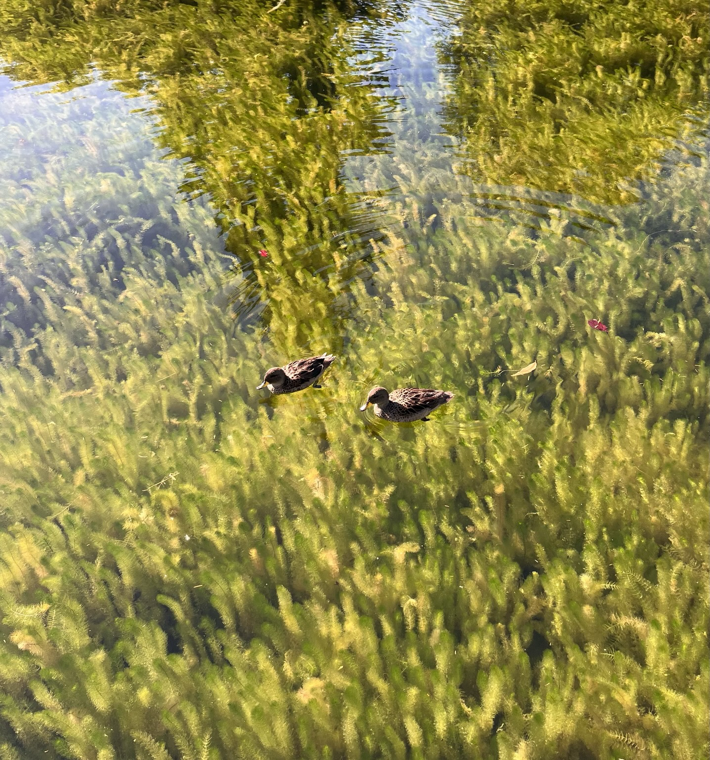 Dos patitos nadando en un estanque con agua clara donde se ven todas las algas verdes y plantas en el fondo.