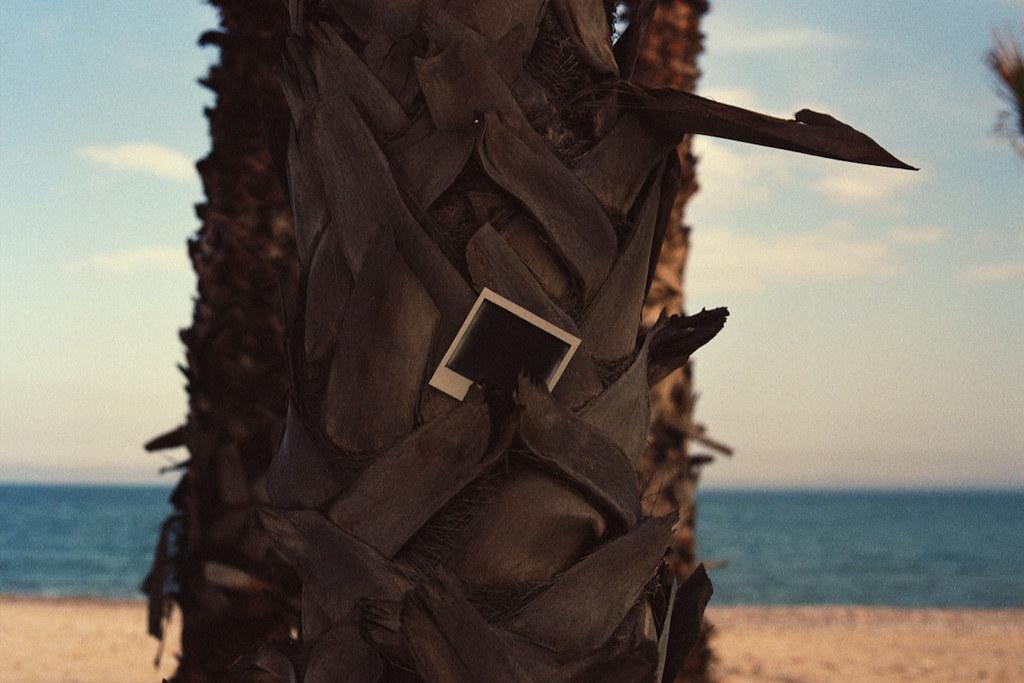 Una fotografía Polaroid toda negra, sobre una palmera y el mar de fondo.